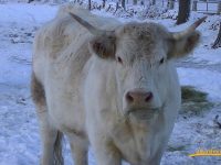 Navasfrias - Navasfrias, Feliz día de San Antón, patrón de los animales