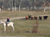 Navasfrias - Carnaval del toro de Ciudad Rodrigo, toros encierro a caballo 2018