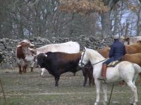 Navasfrias - Carnaval del toro Ciudad Rodrigo  2018 Toros encierro del Domingo