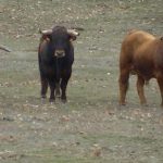 Encierro a caballo carnaval del toro C.Rodrigo 2018 toro se escapa