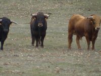 Navasfrias - Encierro a caballo carnaval del toro C.Rodrigo 2018 toro se escapa