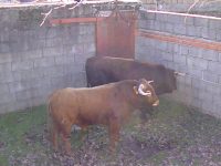 Navasfrias - Carnaval del toro, embarque de los toros