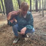 Boletus edulis de plus de 2kg collecté à Navasfrías